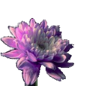 chrysanthemum-160x152.png - 79.1 KB
